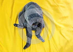 Gray cat, Scottish Stride, lies on a mustard-yellow blanket