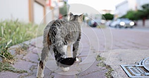 Gray cat shakes its tail and walks near road