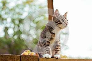 Grigio gatto sedersi sul. laterale da grigio gatto sul di legno piegare un cercando sul verde giardino 