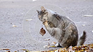 A gray cat sits on the asphalt and licks a paw to which an autumn leaf is stuck. Close-up