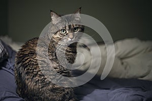 A gray cat sits in bed on a gray blanket. Lighting from a floor lamp