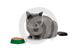 gray cat sits beside a bowl of food on a white background close-up