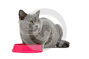 Gray cat sits beside a bowl of food on white background