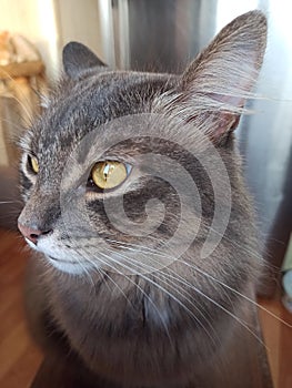 a gray cat sits on a chair and looks fearfully