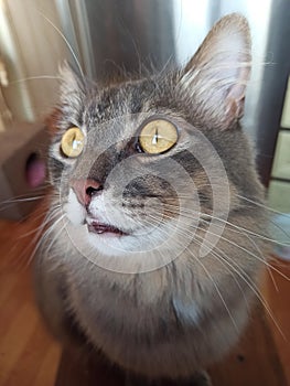 a gray cat sits on a chair and looks fearfully