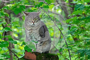 Gray cat sits on a destroyed brick column in a thicket of greenery