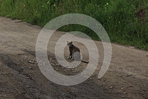 Gray cat sits on an empty rural road