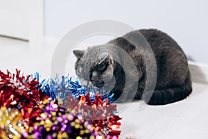 Gray cat sits on the floor in Christmas decorations