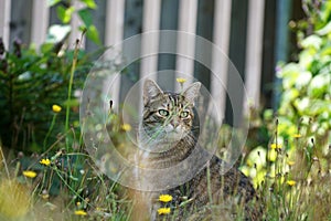 Gray cat sits in ths and waits for prey or what is coming