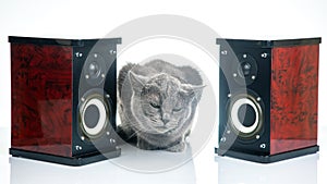 Gray cat sits between two audio stereo speakers on a white background