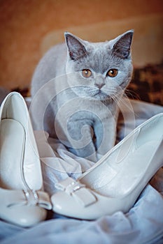 The cat with the bride shoes photo