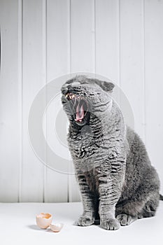 A gray cat sits and yawns. Sharp teeth and a rough tongue are visible.