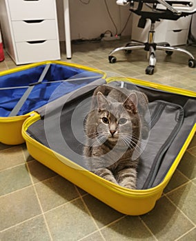 A gray cat sits in a yellow travel suitcase. Travel and pets concept