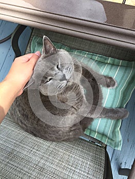 Gray cat sitting on a chair being pet