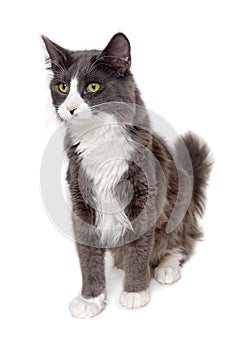 Gray cat sitting on a clean white background