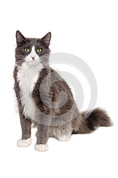 Gray cat sitting on a clean white background