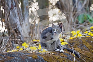 Gray cat sitting in a forest background.