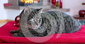 Gray Cat lies on red pillows near fireplace with flame.