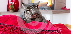 Gray Cat lies on red pillows near fireplace with flame.