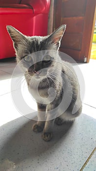 Gray cat sitting - STOCK PHOTO