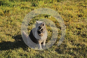Gray cat sitting on unmown lawn