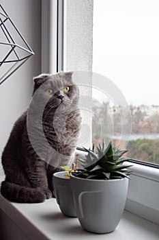 Gray cat sitting on the windowsill