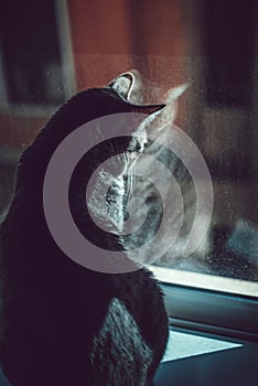 Gray cat sitting on the windowsill and looking out the window