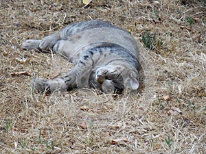 gray cat is sleeping on dry grass