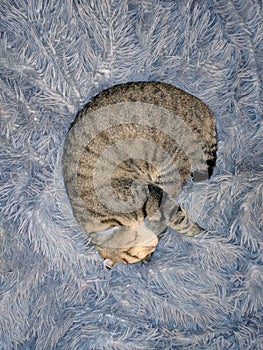 Gray cat sleeping on fluffy blanket.