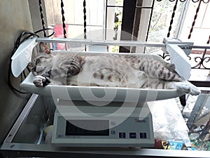 Gray cat sleeping on a White Baby Scale