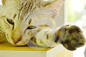 Gray cat sleeping on wooden cupboard in home