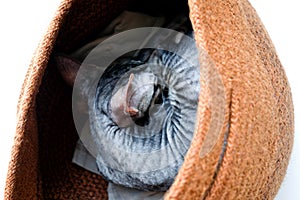 Gray cat sleeps in a basket. Breed Cornish Rex. Top view, isolated.