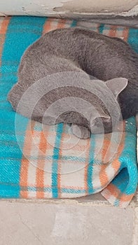 gray cat sleeps on a blanket, pets, animal