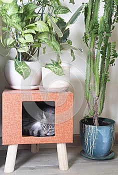 gray cat sleeps in a house surrounded by domestic plants