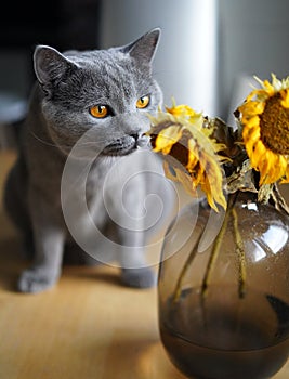 Gray cat smelling flowers