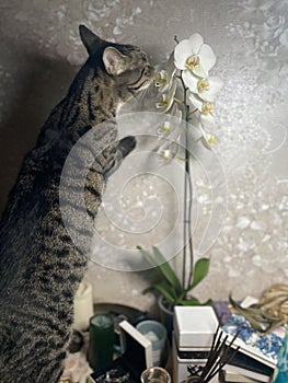 Gray cat sniffs an orchid