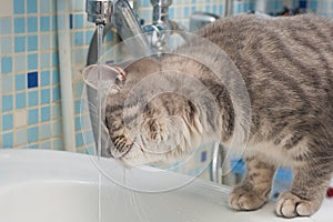 Gray cat sniffs water from the tap. The water is running, the cat is curious. Horizontal photo