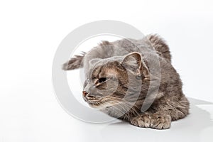 Gray cat sniffs on white background