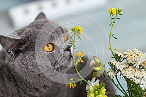 A gray cat sniffs a yellow flower. Cat habits and behavior