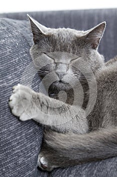 Gray cat on a sofa