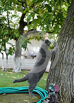 Gray cat standing on hind legs