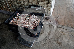 A gray cat steals fish from boxes of freshly caught red mullet standing on scales