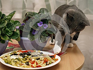 Gray cat steals food from the plate, hiding