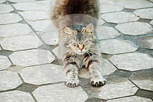 Gray cat stretches on the tile