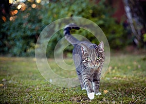 Gray cat in their area on the hunt