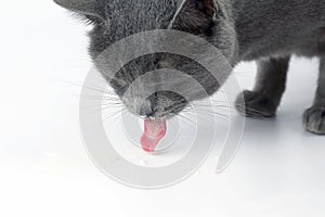 Gray cat with tongue hanging out drinking milk on white background