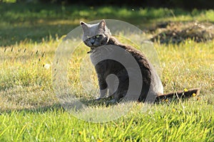 Gray cat on unmown lawn, with evening shadows