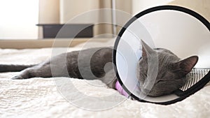 Gray cat in a veterinary collar sleeps on a bed