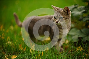 A gray cat is walk in the autumn garden