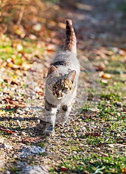 Gray cat walking running on the ground